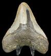 Bargain Megalodon Tooth - North Carolina #47870-1